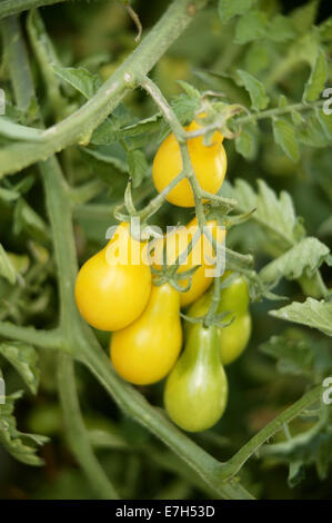 Petites tomates en forme de poire jaune sur la maturation de la vigne. Banque D'Images