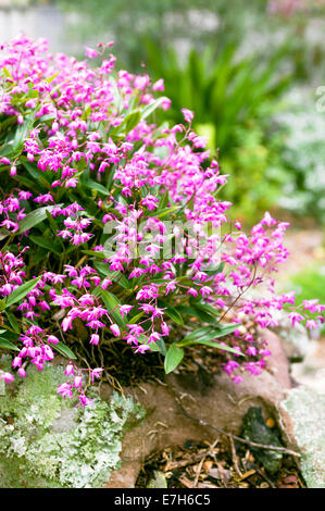 Australian pink orchid rock poussant dans un jardin rocailleux. Banque D'Images