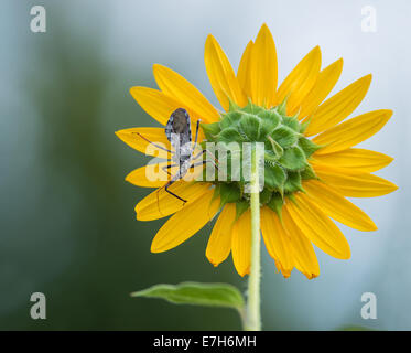 Arilus cristatus roue (bug) ramper sur le tournesol sauvage Banque D'Images