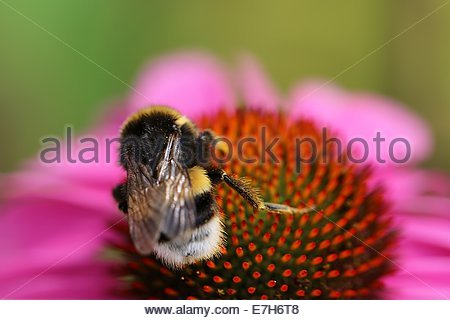 BOURDON À QUEUE BLANCHE SUR FLEUR D'ÉCHINACÉE, dans le sud-ouest de la France Banque D'Images