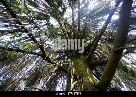 Des rayons de lumière infrarouge à travers les branches d'un conifère Banque D'Images