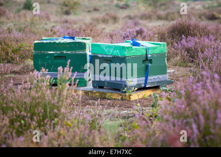 Des ruches sur le heath en hollande près de Amersfoort sur l'Utrechtse Heuvelrug Banque D'Images