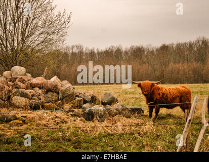 Gamme de bovins Banque D'Images