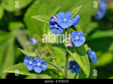 Orcanette vert - Pentaglottis sempervirens Banque D'Images