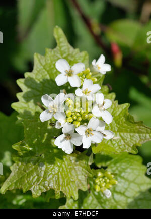 L'alliaire officinale - Alliaria petiolata fleurs haie blanc Banque D'Images