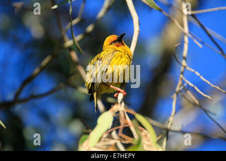 Un homme Cape Weaver (Ploceus capensis) dans le Parc National de la côte ouest à Langebaan, province de l'Ouest, Afrique du Sud. Banque D'Images