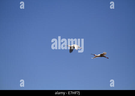 Deux d'Afrique (Platalea alba) spatule d'oiseaux en vol dans le Parc National de West Coast, Langebaan, Province de l'Ouest, Afrique du Sud Banque D'Images