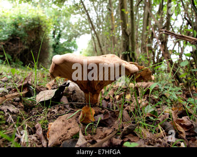 Lactarius deliciosus, communément connue sous le nom de lait Safran champignons pac, Cornwall, UK Banque D'Images