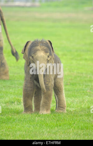 Naissance d'un bébé éléphant d'Asie (usage éditorial uniquement) Banque D'Images