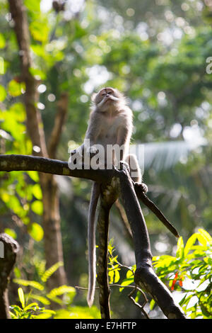 Un singe garde un oeil sur son environnement à Monkey Forest, Ubud, Bali, Indonésie. Banque D'Images