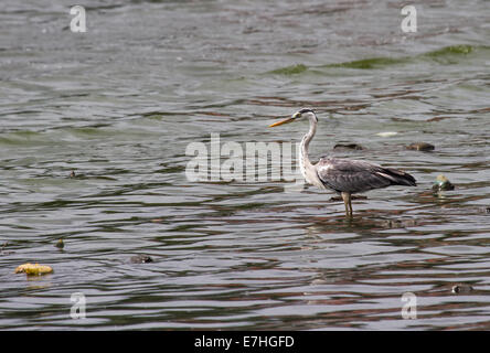 Le Héron cendré (Ardea cinerea), est un oiseau échassier de la famille des Ardeidae héron, les autochtones tout au long de l'Europe tempérée et en Asie Banque D'Images