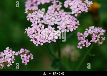 Feuilles de céleri livèche, livèche Alpin (le Ligusticum mutellina), inflorescence Banque D'Images