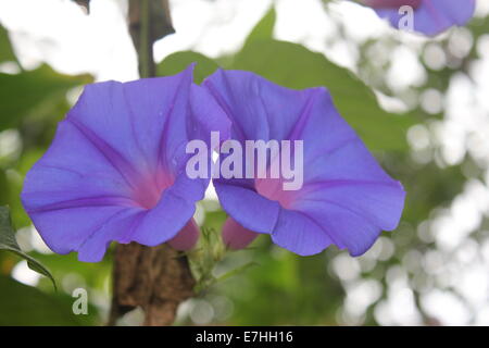 Paire de bleu et violet fleurs en forme de cloche Banque D'Images