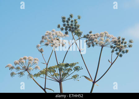 Cow parsley (Anthriscus sylvestris) contre un ciel bleu Banque D'Images