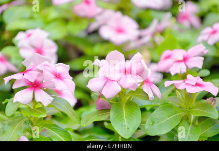 Belles fleurs rose vinca dans jardin Banque D'Images