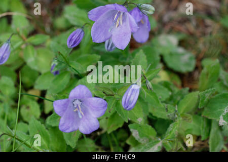 'Venus' Looking Glass, Legousia speculum-veneris / Venus-Frauenspiegel, Legousia speculum-veneris Banque D'Images