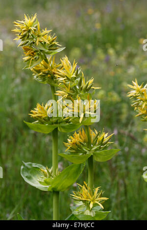 Gentiane jaune Gentiana lutea, blooming, Alpes, France Banque D'Images