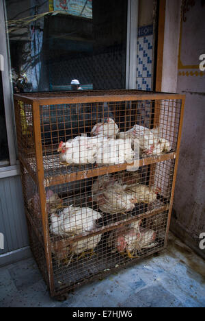 Les poulets vivants dans une cage, marché d'Old Delhi, Inde Banque D'Images