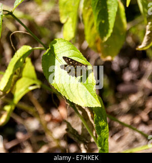 Reigate, Surrey, UK. 18 sept., 2014. Sur le jour de septembre 2014, un 'Papillon Bois mouchetée Pararge aegeria' repose sur une feuille dans un bois au pied des North Downs, Reigate, Surrey : Crédit photo par Lindsay Le gendarme / Alamy Live News Banque D'Images