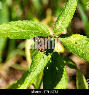 Reigate, Surrey, UK. 18 sept., 2014. Sur le jour de septembre 2014, un 'Papillon Bois mouchetée Pararge aegeria' repose sur une feuille dans un bois au pied des North Downs, Reigate, Surrey : Crédit photo par Lindsay Le gendarme / Alamy Live News Banque D'Images