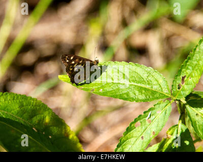 Reigate, Surrey, UK. 18 sept., 2014. Sur le jour de septembre 2014, un 'Papillon Bois mouchetée Pararge aegeria' repose sur une feuille dans un bois au pied des North Downs, Reigate, Surrey : Crédit photo par Lindsay Le gendarme / Alamy Live News Banque D'Images