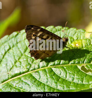 Reigate, Surrey, UK. 18 sept., 2014. Sur le jour de septembre 2014, un 'Papillon Bois mouchetée Pararge aegeria' repose sur une feuille dans un bois au pied des North Downs, Reigate, Surrey : Crédit photo par Lindsay Le gendarme / Alamy Live News Banque D'Images