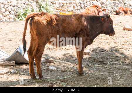 Manger dans une clôture de vache Banque D'Images