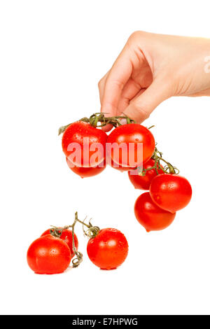 Bouquet de tomates cerises dans la main isolé sur fond blanc Banque D'Images