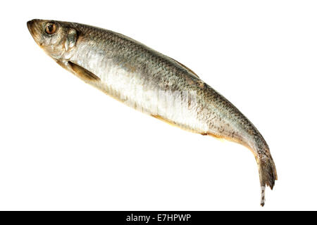 Poisson hareng frais isolé sur fond blanc Banque D'Images