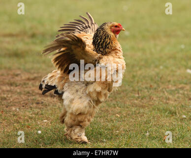 Une gamme de poulet Bantam Sussex Banque D'Images