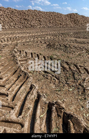 Une pile de chenilles de betterave à sucre récoltées République tchèque, Europe Tractor Banque D'Images