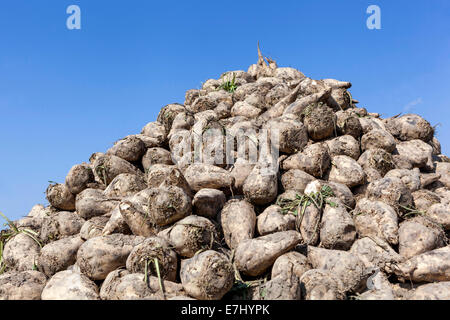 Pile de racines récoltées betterave à sucre, tas Beta vulgaris Banque D'Images