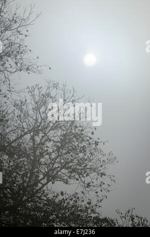 Le soleil du matin se brise à travers le brouillard dans le nord, au Maryland, aux États-Unis. Banque D'Images