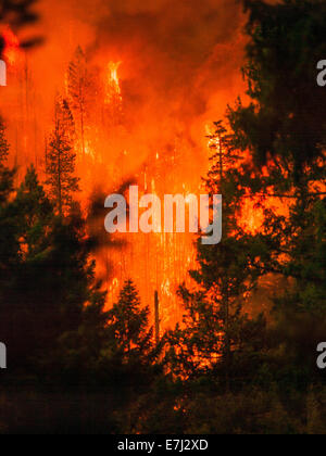 Flammes brûler à travers la forêt la nuit de la Happy Camp feu complexe dans la forêt nationale de Klamath, 17 septembre 2014 à Yreka, en Californie. Le feu a consommé 125 788 acres et est de 68  %. Banque D'Images