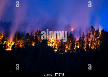 Flammes brûler à travers la forêt la nuit de la Happy Camp feu complexe dans la forêt nationale de Klamath, 17 septembre 2014 à Yreka, en Californie. Le feu a consommé 125 788 acres et est de 68  %. Banque D'Images