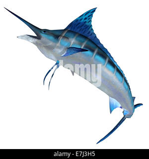 Le Blue Marlin est un prédateur et un jeu favori des pêcheurs de poissons de haute mer. Banque D'Images