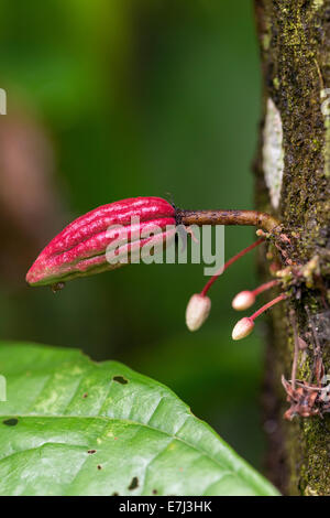 Un petit groupe et de multiples fleurs en croissance sur le tronc d'un cacaoyer (Theobroma cacao). Banque D'Images