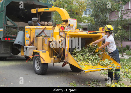 Calgary, Alberta, Canada, le 18 septembre 2014. Les débris d'endroits femme dans rue résidentielle broyeur après les fortes chutes de neige la semaine dernière, les arbres endommagés dans la ville. Le nettoyage après la tempête appelée 'nowtember' par des habitants a déjà abouti à des charges 10K avec près de 5 millions de kg de débris d'arbres prises pour City les décharges pour le paillage, l'avenir et devrait se poursuivre pendant encore 3 semaines. Credit : Rosanne Tackaberry/Alamy Live News Banque D'Images