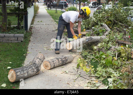 Calgary, Alberta, Canada, le 18 septembre 2014. Les débris de trottoir femme supprime après les fortes chutes de neige la semaine dernière, les arbres endommagés dans la ville. Le nettoyage après la tempête appelée 'nowtember' par des habitants a déjà abouti à des charges 10K avec près de 5 millions de kg de débris d'arbres prises pour City les décharges pour le paillage, l'avenir et devrait se poursuivre pendant encore 3 semaines. Credit : Rosanne Tackaberry/Alamy Live News Banque D'Images