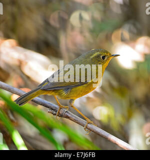 Bel oiseau jaune, Golden femelle Tarsiger Robin Bush (chrysaeus), debout sur une branche, profil arrière Banque D'Images