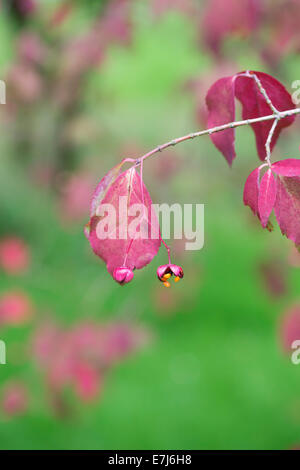 Euonymus oxyphyllus. Arbre généalogique de la fusée coréenne les coupelles de semences et graines Banque D'Images