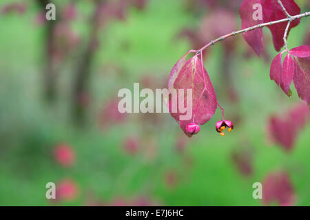 Euonymus oxyphyllus. Arbre généalogique de la fusée coréenne les coupelles de semences et graines Banque D'Images