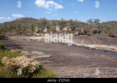 Le Parc National de Girraween, Granite Belt, Queensland, Australie Banque D'Images