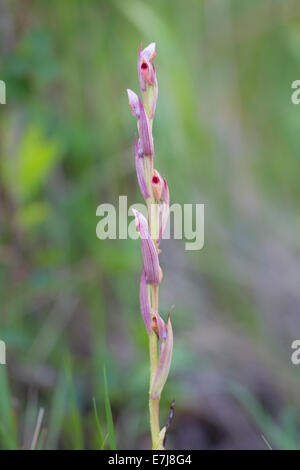 Serapias parviflora Petite Kleinbluetiger Zungenstendel Orchidée Langue fleurie Banque D'Images