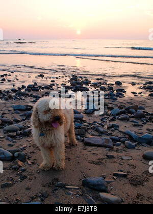 Labradoodle chien sur la plage au coucher du soleil, Widemouth Bay, Bude, Cornwall, UK Banque D'Images