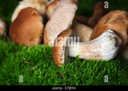 Un tas de champignons (cèpes) sur mousse Banque D'Images