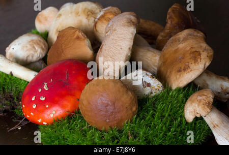 Amanita muscaria, poison dans un tas de champignons champignon comestible (cèpes) sur mousse Banque D'Images