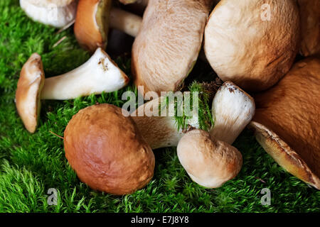 Un tas de champignons (cèpes) sur mousse Banque D'Images