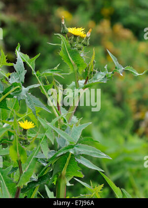 Le laiteron lisse - Sonchus oleraceus Chardon doux jaune Banque D'Images