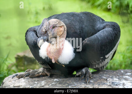 Condor mâle assis sur un rocher Banque D'Images